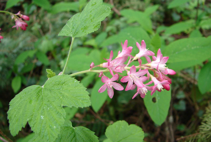 The red-flowering currant is just one of dozens of native plants that will be available for purchase at THPRD’s annual Spring Native Plant Sale on April 29.