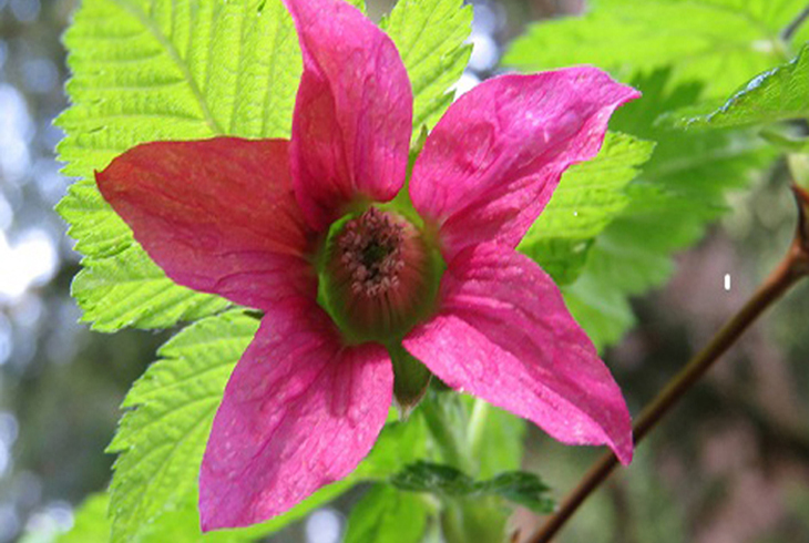 Salmonberry is one of the many varieties that will be available for purchase at the April 28 event.