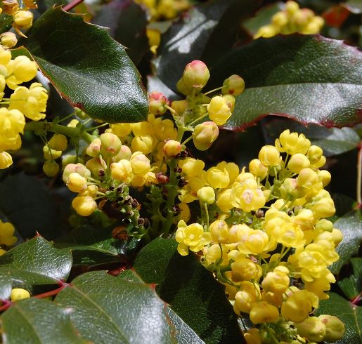 Mahonia aquifolium, or Tall Oregon Grape, is one of the many native varieties available for purchase.