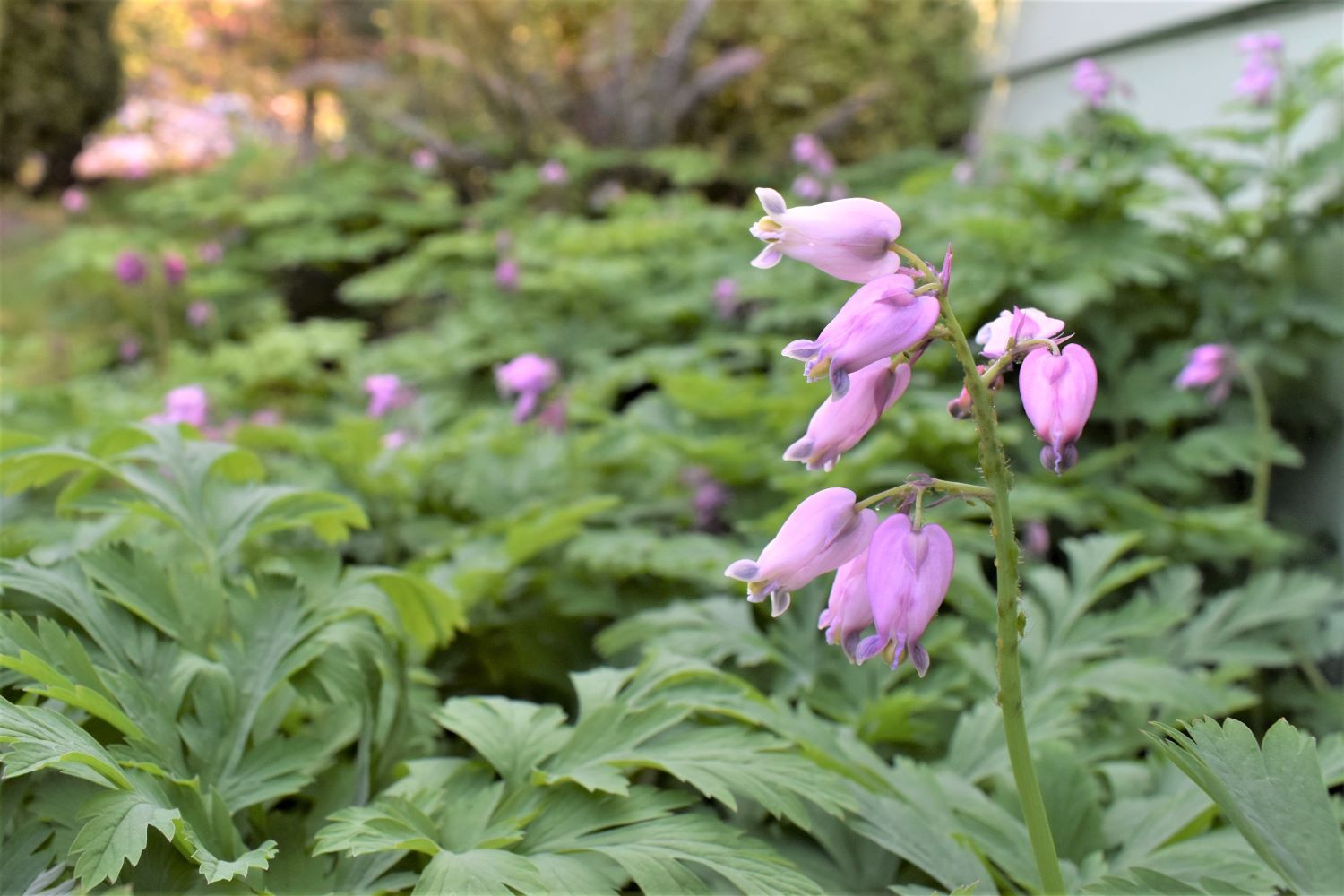 Spring Native Plant Sale