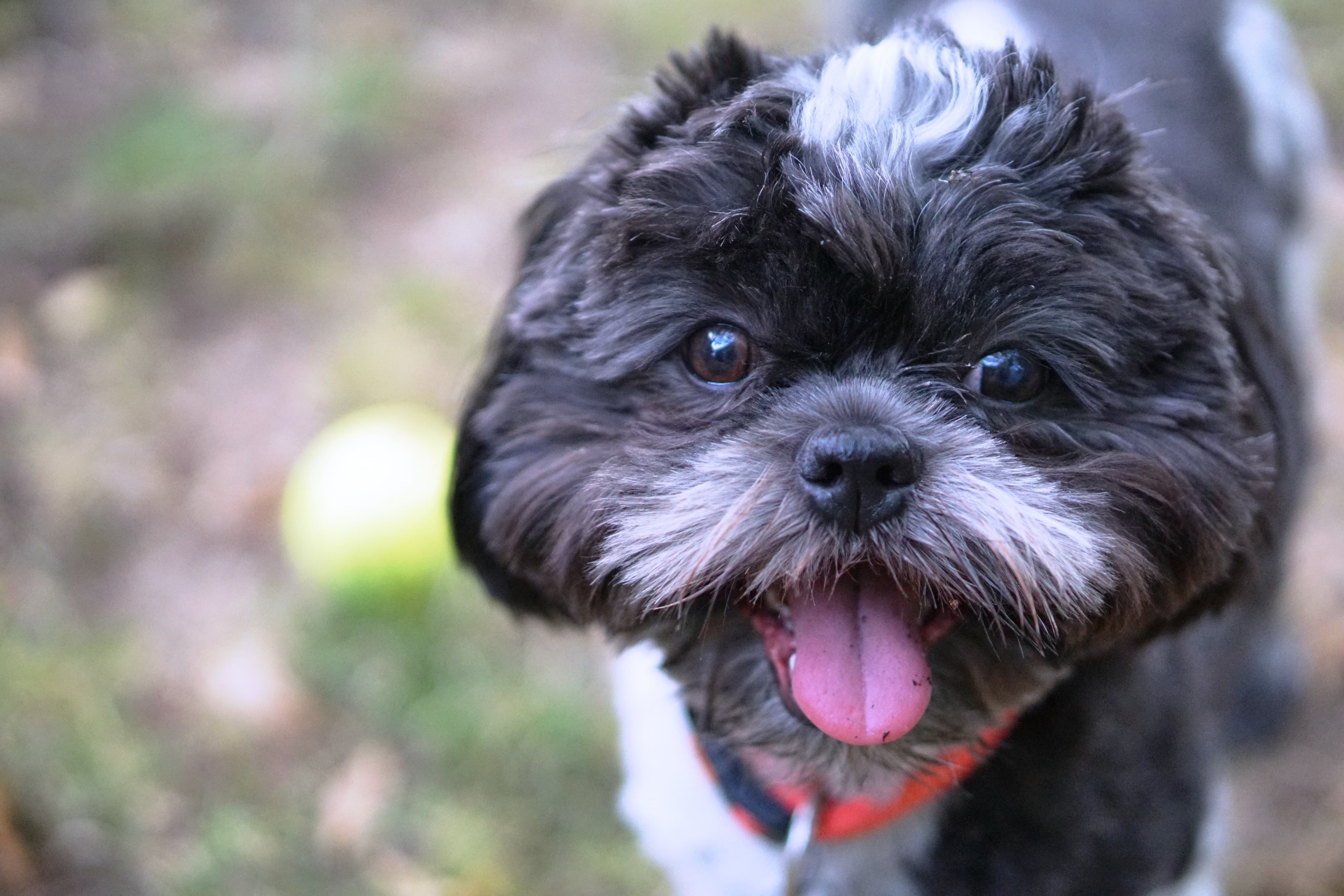 Canine Community Carnival
