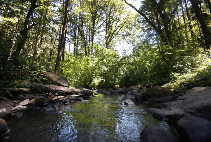 Lowami Hart Woods is one of more than 150 properties covering nearly 1,500 acres of natural area.