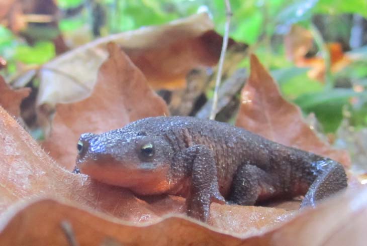 Newt Day returns to Tualatin Hills Nature Center on Saturday, Nov. 7.