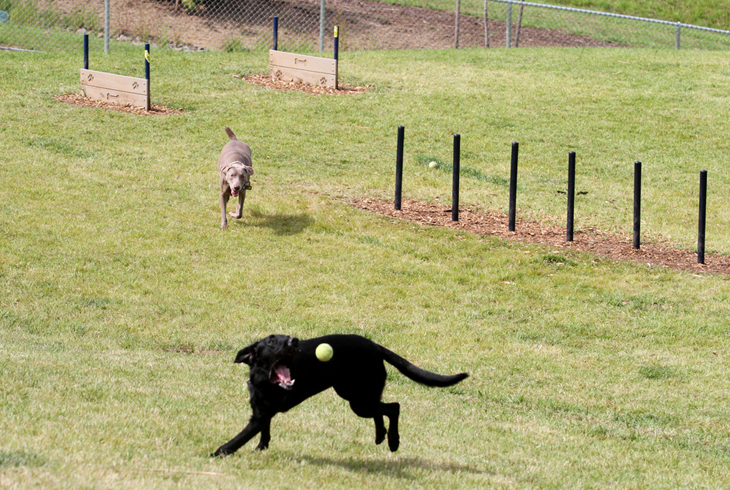 The dog park at Winkelman Park is just one of many capital projects funded by system development charges in recent years.