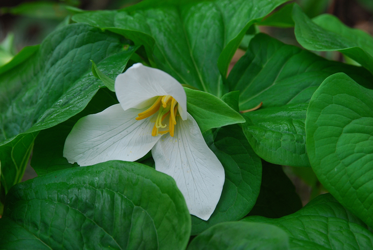THPRD's Spring Native Plant Sale is April 16