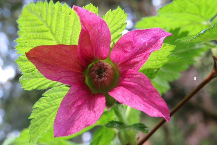 THPRD's Fall Native Plant Sale returns Oct. 8