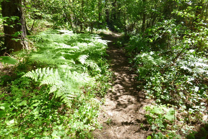 Outreach underway to develop expanded Crowell Woods site