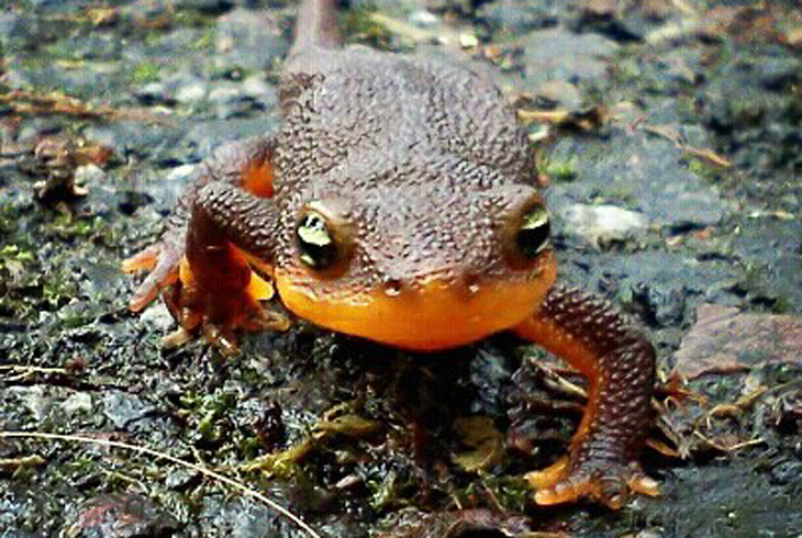 Newt gets his annual day in the <strike>sun</strike> rain, Nov. 5