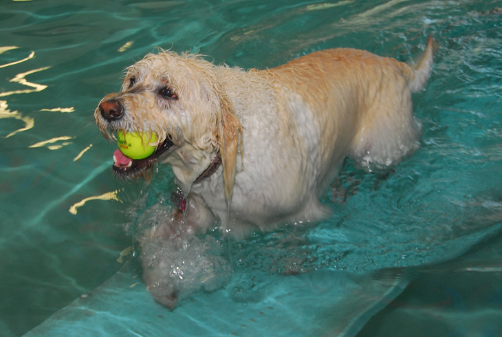 Before Aquatic Center closure, Doggie Paddle returns