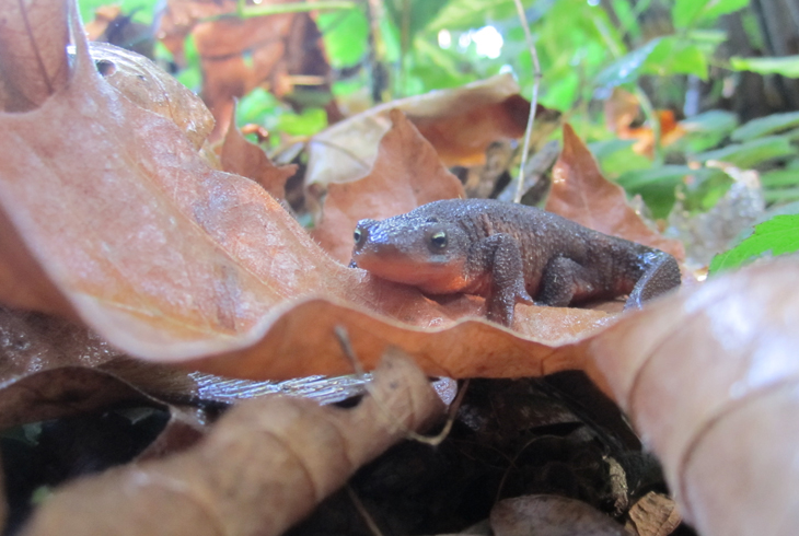 Newt Day, Nov. 4, pays homage to the rough-skinned newt with educational exhibits, activities and an opportunity for visitors to search for these and other creatures.