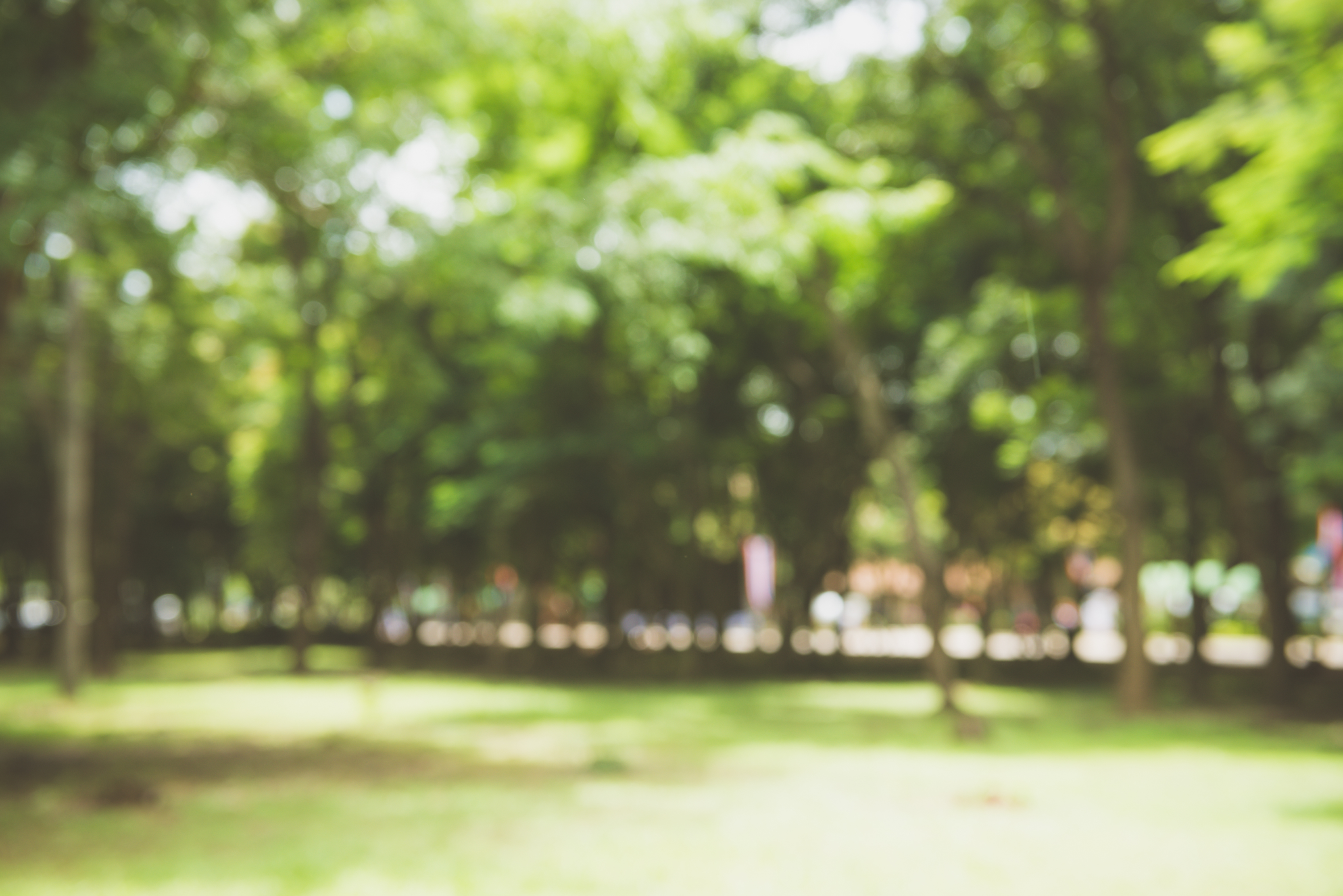 Image of trees in open green space