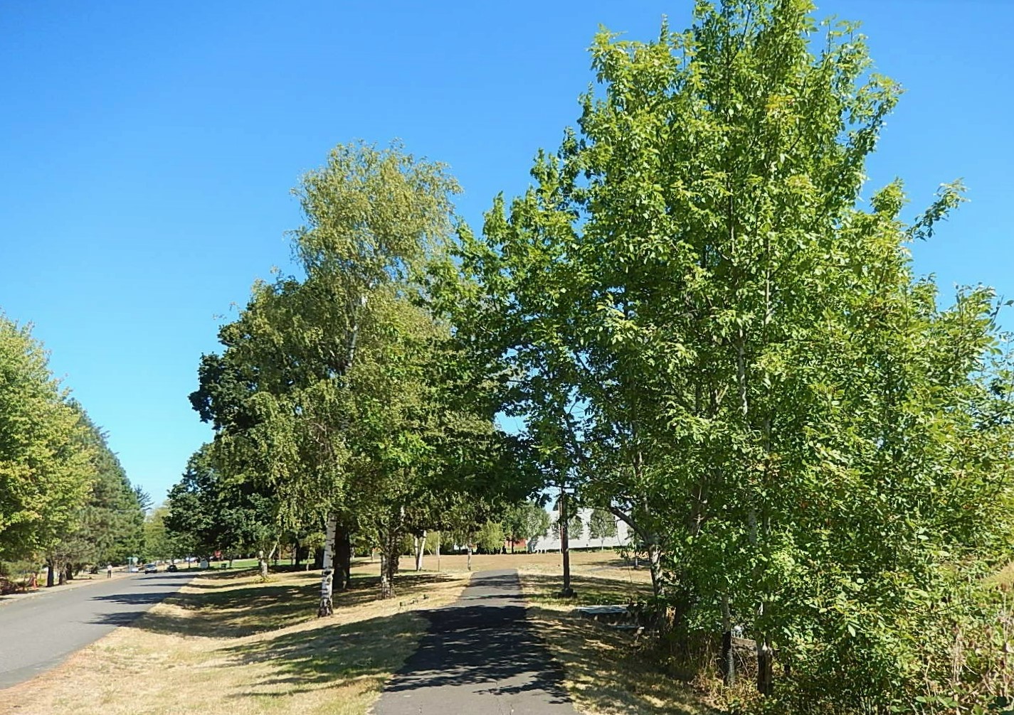 SW Terman Rd near future trail connection