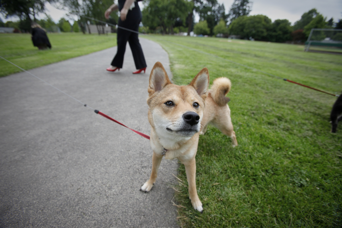 Construction Beginning on Dog Run at Ridgewood Park | Comienza la construcción del nuevo corral para perros en Ridgewood Park