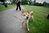 Construction Beginning on Dog Run at Ridgewood Park | Comienza la construcción del nuevo corral para perros en Ridgewood Park